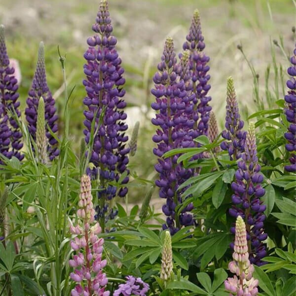 Russell Hybrids Lupins Flower Seed